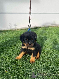 Photo №2 to announcement № 99479 for the sale of rottweiler - buy in Serbia 