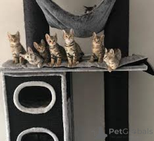 Photo №1. savannah cat - for sale in the city of Tampere | 723$ | Announcement № 161524