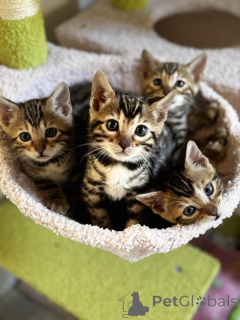 Photo №1. bengal cat - for sale in the city of Hannover | 258$ | Announcement № 156673