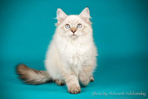 Additional photos: Kittens for sale