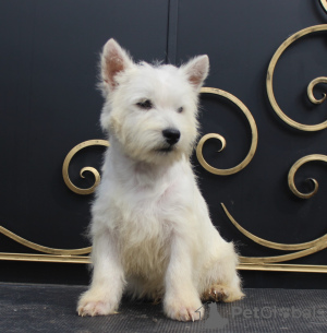 Photo №1. west highland white terrier - for sale in the city of Москва | 716$ | Announcement № 51362