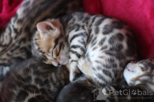 Additional photos: Bengal For Sale High Quality