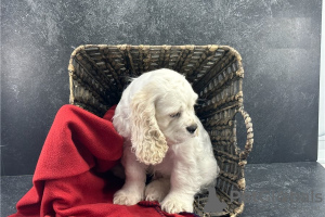 Photo №1. american cocker spaniel - for sale in the city of Fallåker | Is free | Announcement № 128832