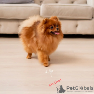 Photo №4. I will sell pomeranian in the city of Berlin. private announcement, from nursery - price - 845$