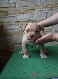 Additional photos: American Bully Pocket puppies