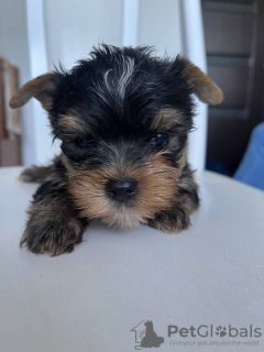 Photo №3. Loving Yorkshire Terrier puppy ready for sale.. Germany