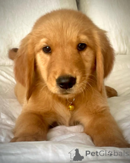 Photo №1. golden retriever - for sale in the city of Budapest | negotiated | Announcement № 139177