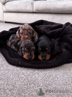 Photo №1. dachshund - for sale in the city of Bönningstedt | 659$ | Announcement № 132953