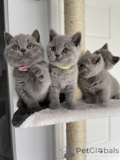 Photo №1. british shorthair - for sale in the city of Nokia | 465$ | Announcement № 168916
