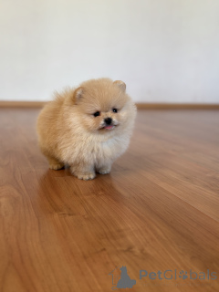 Photo №2 to announcement № 144155 for the sale of pomeranian - buy in Russian Federation private announcement, from nursery, breeder