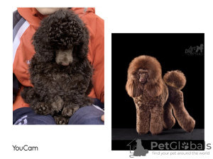 Photo №1. poodle (toy) - for sale in the city of Minsk | 1057$ | Announcement № 42697