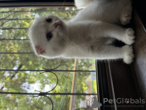 Additional photos: Kittens for sale urgently!