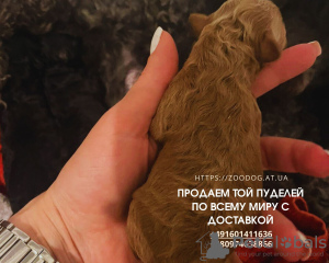 Photo №4. I will sell poodle (toy) in the city of Гамбург. private announcement - price - 2325$