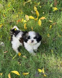 Photo №1. shih tzu - for sale in the city of Graz | negotiated | Announcement № 53357