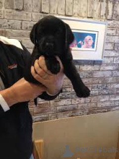 Photo №4. I will sell labrador retriever in the city of Rotterdam. private announcement, breeder - price - 1032$