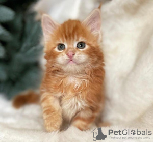 Photo №1. maine coon - for sale in the city of Вентура | 300$ | Announcement № 83689