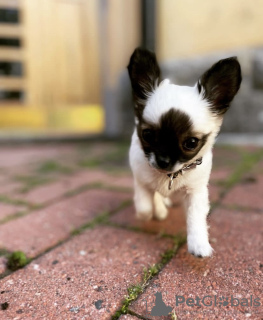 Additional photos: Fawn chihuahua