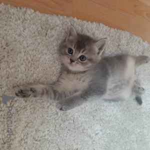 Photo №3. Ticked Scottish Straight. Ukraine