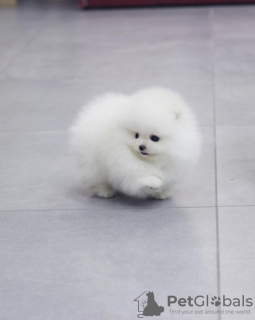 Photo №1. pomeranian - for sale in the city of Marseilles | negotiated | Announcement № 10186