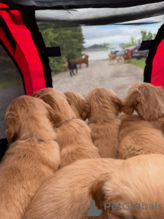 Photo №3. Sweet Golden Retriever Puppies Gentle, Patient & Wonderful with Children. Sweden