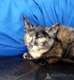 Photo №3. Munchkin kittens. Germany