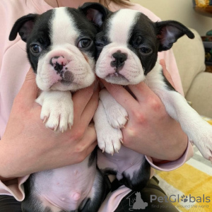 Photo №2 to announcement № 83107 for the sale of boston terrier - buy in Germany breeder