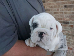 Photo №4. I will sell english bulldog in the city of Aegina. private announcement, from the shelter - price - 792$