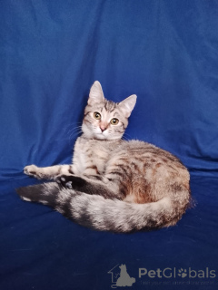 Photo №2 to announcement № 165479 for the sale of  - buy in Russian Federation private announcement