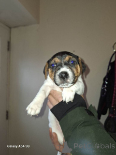 Photo №1. jack russell terrier - for sale in the city of Giveoorn | 392$ | Announcement № 166926