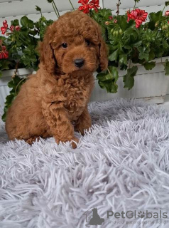 Photo №2 to announcement № 106967 for the sale of poodle (toy) - buy in Serbia 