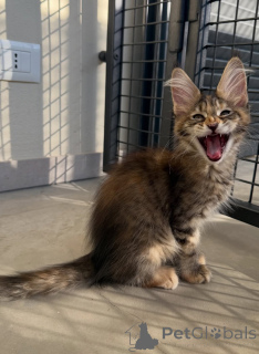 Photo №2 to announcement № 171095 for the sale of maine coon - buy in Sweden breeder