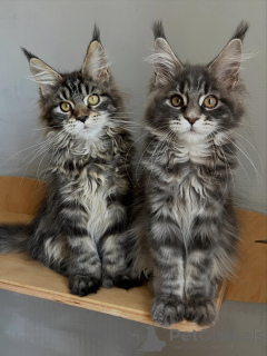 Photo №1. maine coon - for sale in the city of Munich | negotiated | Announcement № 169844