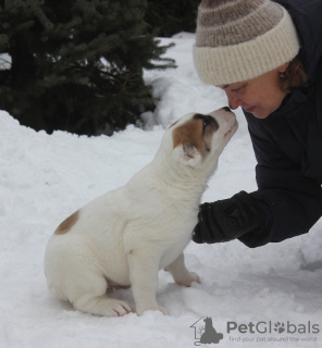 Photo №3. Alabai puppies. Russian Federation