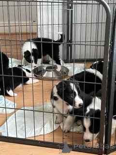 Photo №3. Amazing Border Collie puppies.. Germany