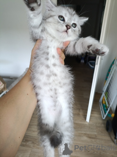 Photo №2 to announcement № 175213 for the sale of british shorthair - buy in Germany private announcement