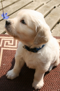Photo №4. I will sell golden retriever in the city of Minsk. private announcement - price - 474$