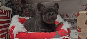 Photo №1.  - for sale in the city of Albert Park | 350$ | Announcement № 161322