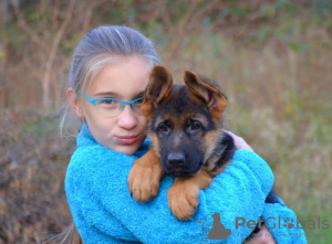 Additional photos: German Shepherd puppies. FCI.