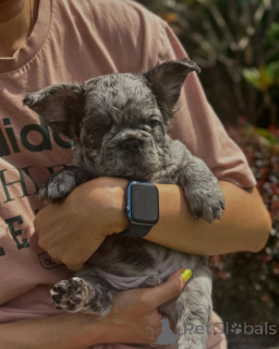 Photo №1. french bulldog - for sale in the city of Munich | 518$ | Announcement № 150645