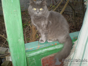 Photo №4. I will sell british longhair in the city of Kharkov. private announcement - price - negotiated