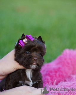 Photo №4. I will sell yorkshire terrier in the city of Мадрид. breeder - price - 329$