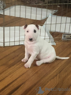 Photo №1. american staffordshire terrier - for sale in the city of Nashville | 900$ | Announcement № 138660