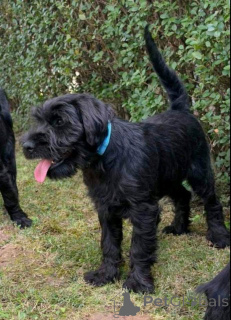 Photo №1. standard schnauzer - for sale in the city of Kruševac | negotiated | Announcement № 176874