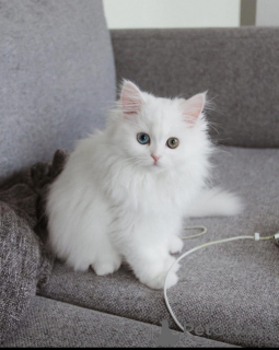 Photo №1.  - for sale in the city of Pieksämäen Maalaiskunta | Is free | Announcement № 162278