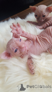 Photo №3. Sphynx Kittens.. Denmark