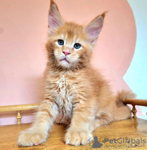 Photo №2 to announcement № 103766 for the sale of maine coon - buy in Germany 