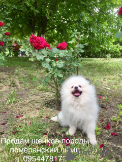 Photo №2 to announcement № 7217 for the sale of pomeranian - buy in Ukraine private announcement