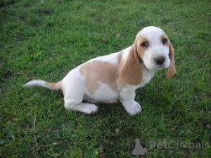 Photo №3. Basset Hound puppies. Germany