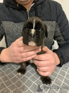 Photo №2 to announcement № 135300 for the sale of boxer - buy in Serbia 