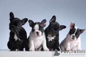 Photo №1. french bulldog - for sale in the city of Stockholm | negotiated | Announcement № 96279